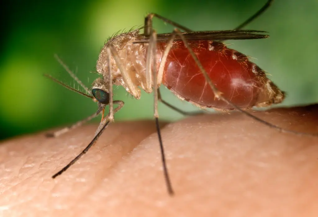 A quoi servent les moustiques : la véritable utilité des